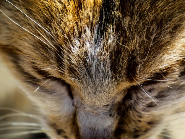 Foto un primer plano de un gato