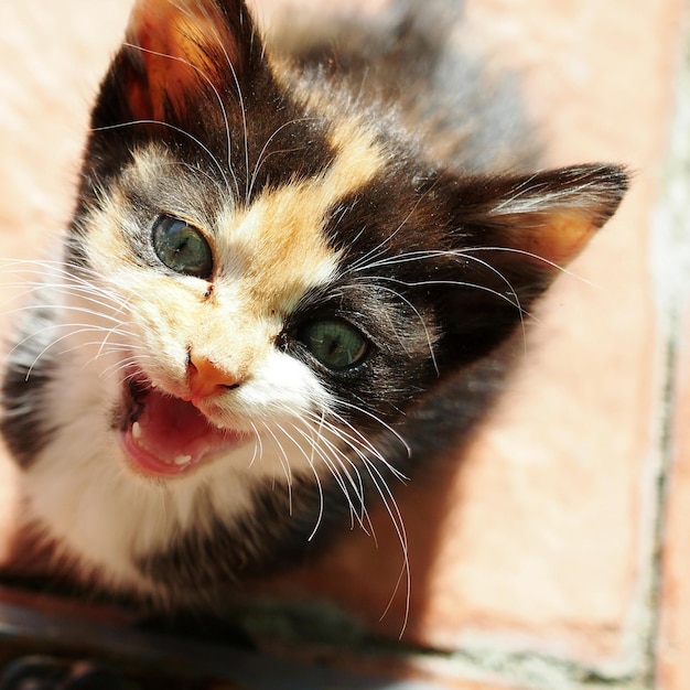 Foto primer plano del gato