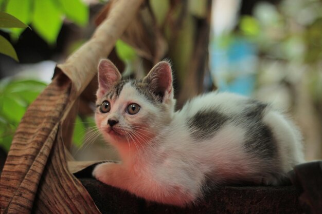 Foto primer plano del gato