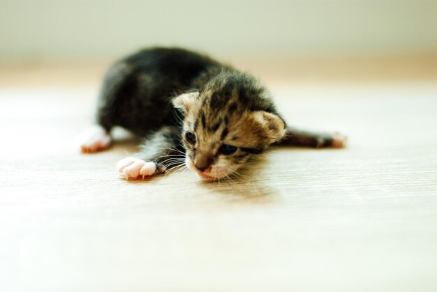 Foto un primer plano de un gato