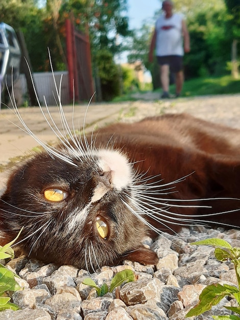 Foto primer plano del gato