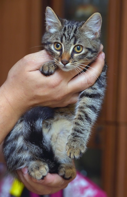 Foto primer plano del gato