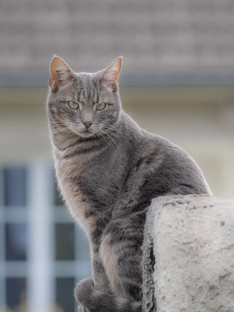 Primer plano del gato