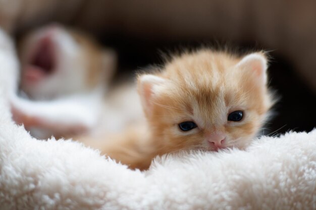 Foto primer plano del gato