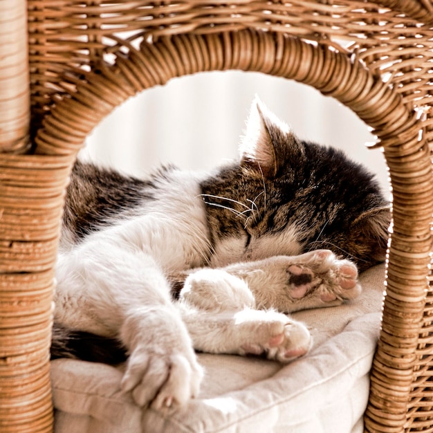 Primer plano del gato