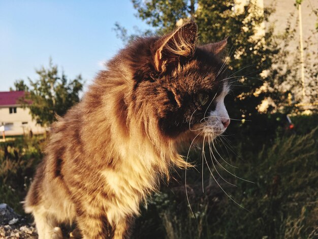 Foto un primer plano de un gato