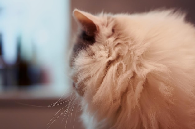 Foto un primer plano de un gato