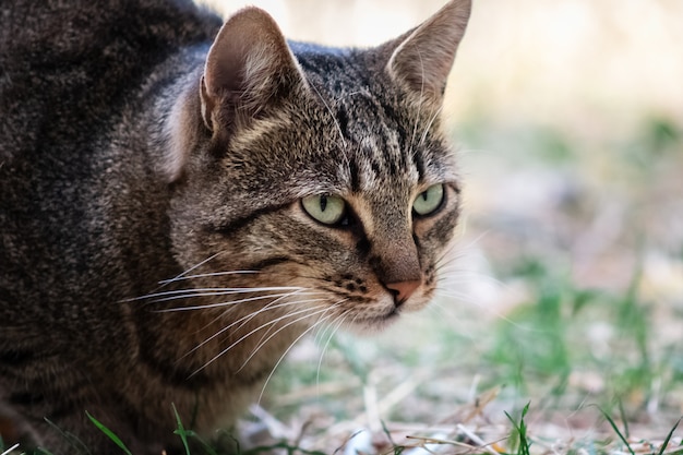 primer plano de gato