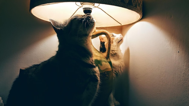 Foto primer plano de gatos bajo una lámpara iluminada