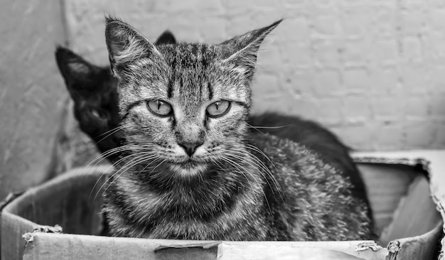 Primer plano de gatos tristes sin hogar en una caja. Fotografía en blanco y negro.