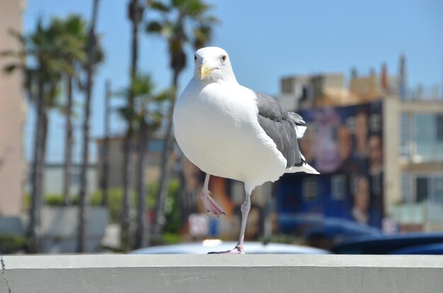 Foto primer plano de una gaviota contra los árboles