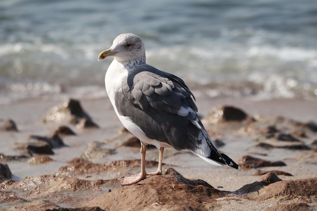 Primer plano de una gaviota donde se posan en la arena de la playa