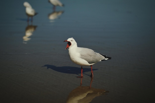 Primer plano de una gaviota en la orilla del mar
