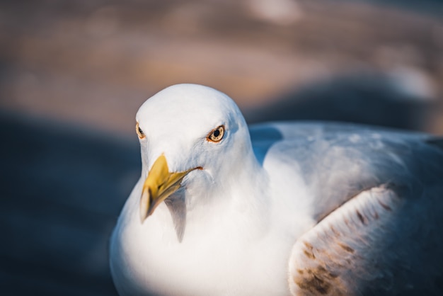 Primer plano de una gaviota de patas amarillas mirando a la cámara