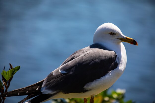 Foto un primer plano de una gaviota en la percha