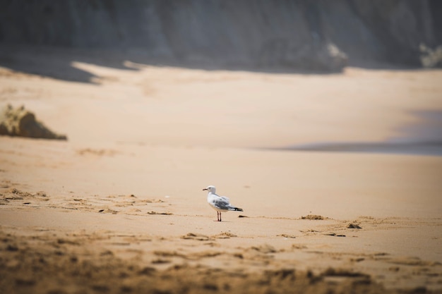 Foto primer plano de una gaviota en la playa.