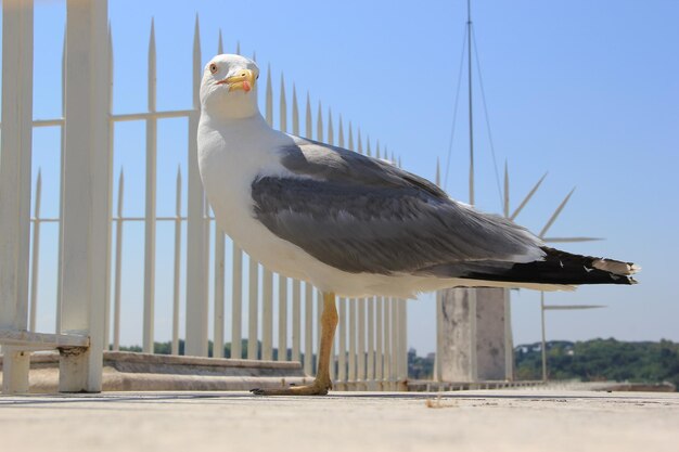 Foto primer plano de una gaviota posada junto a una valla en el muelle