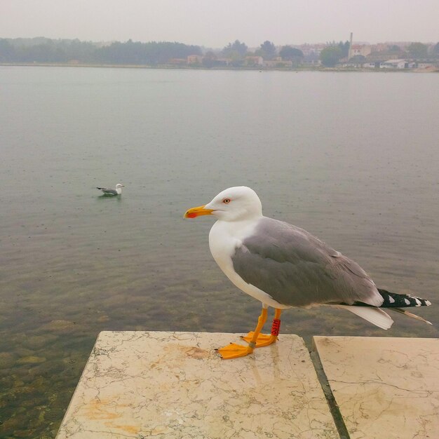 Primer plano de una gaviota posada en la orilla del mar