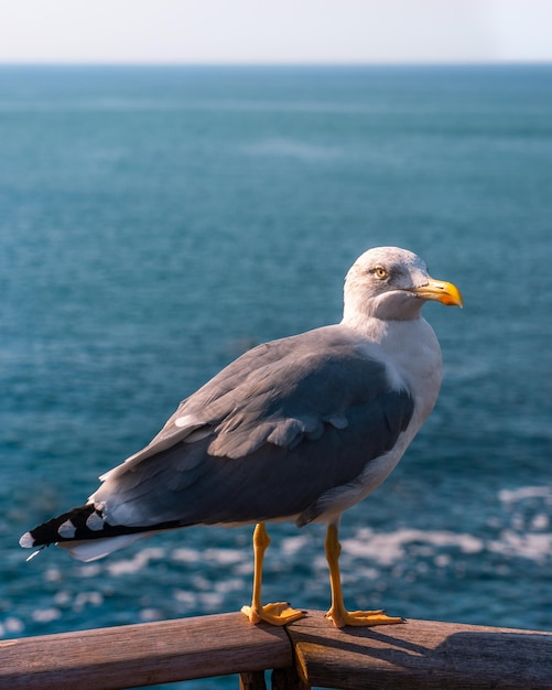 Foto primer plano de una gaviota posada en una pared de apoyo