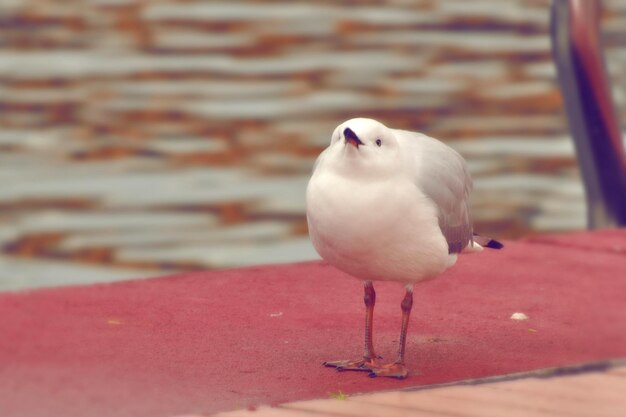 Foto primer plano de una gaviota posada en una pared de apoyo