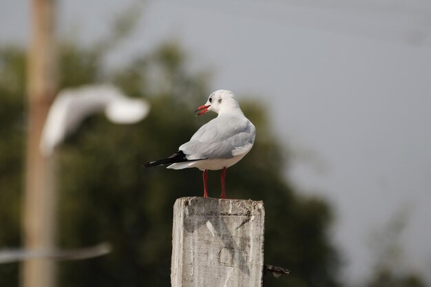 Primer plano de una gaviota posada sobre un trozo de madera