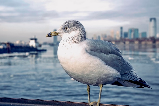 Primer plano de gaviota sobre un fondo de rascacielos de Nueva York.