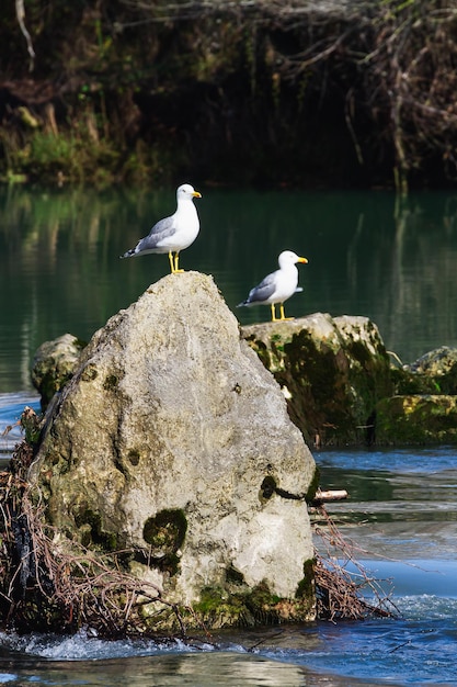 Primer plano de una gaviota sobre una de las piedras de la cascada