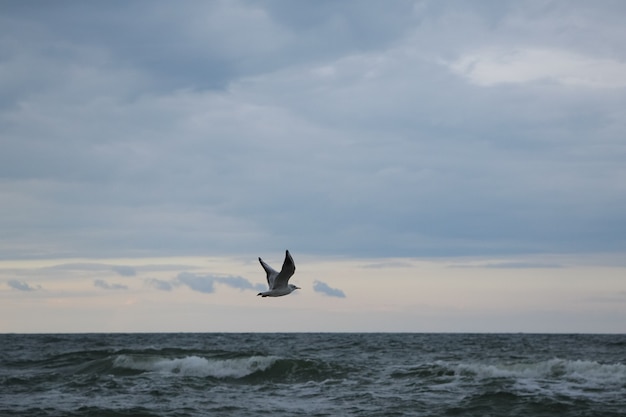 Primer plano de una gaviota volando en el cielo tormentoso