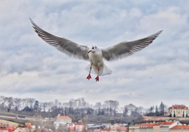 Foto primer plano de una gaviota volando contra el cielo