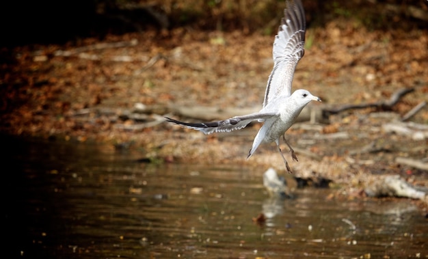 Foto primer plano de una gaviota volando sobre el agua