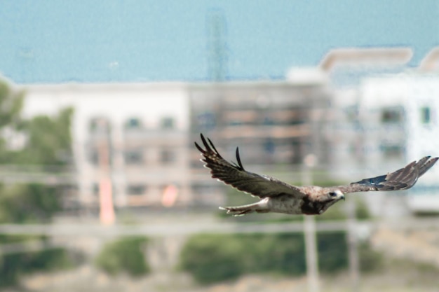 Foto primer plano de una gaviota volando sobre el mar