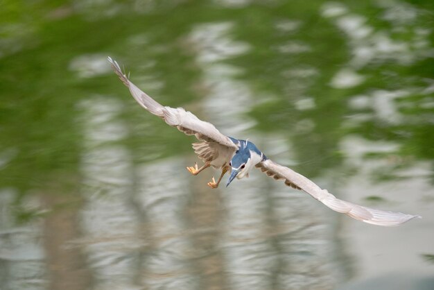 Foto primer plano de una gaviota volando