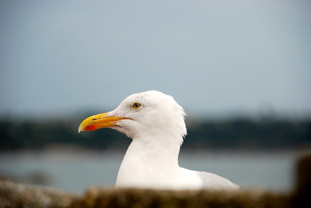 Primer plano de una gaviota