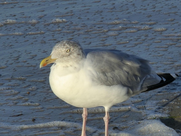 Foto primer plano de una gaviota