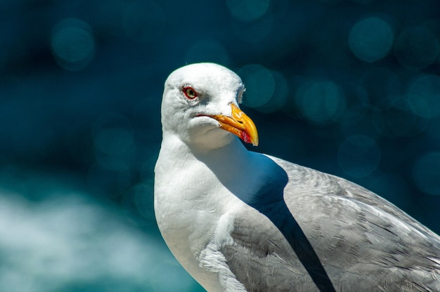 Primer plano de una gaviota