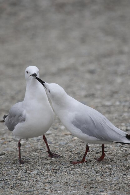 Primer plano de gaviotas en el aire libre