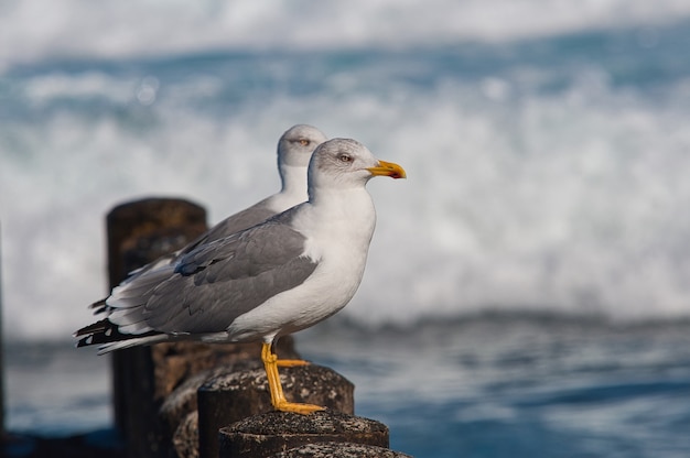 Primer plano de gaviotas argénteas europeas sentadas alrededor de las olas del océano