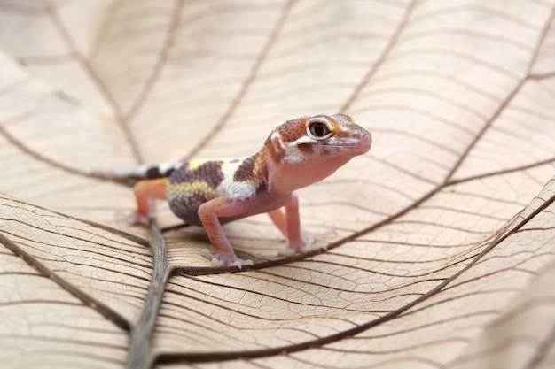 Primer plano de gecko de escarcha de limón en hojas secas