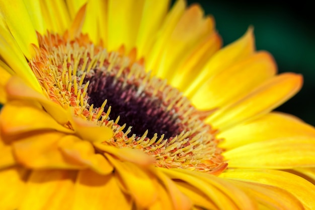 Primer plano de Gerbera dorada