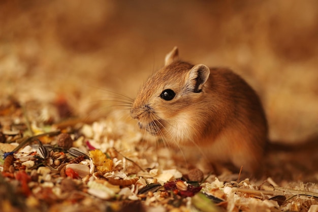 Foto primer plano del gerbil en el campo