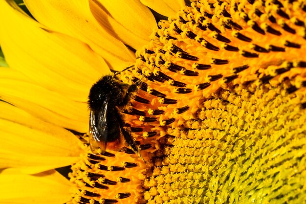 primer plano de girasol con abeja