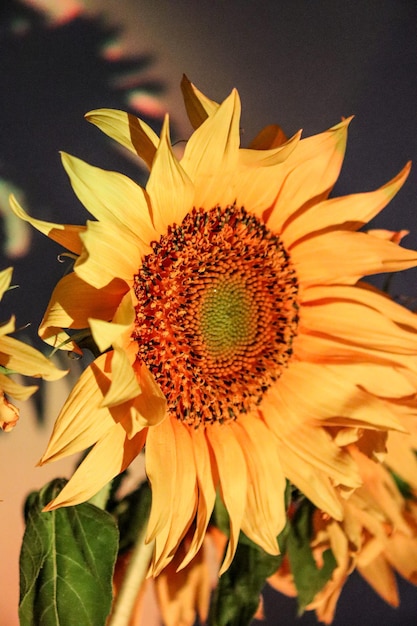 Primer plano de girasol al atardecer Iluminación del arco iris noche macro fotografía Verano cálido foto papel tapiz