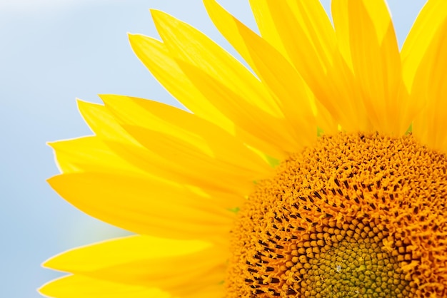 Primer plano de girasol amarillo brillante en plena floración