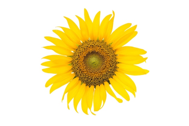 Primer plano de girasol amarillo contra un fondo blanco