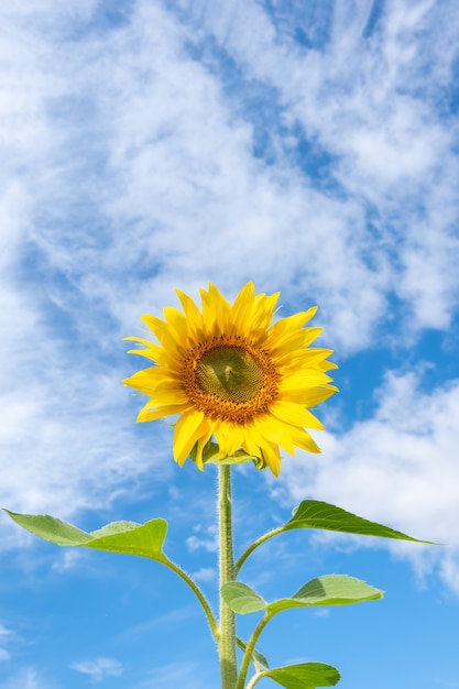 Primer plano de un girasol amarillo floreciente contra un cielo azul con nubes mullidas, marco vertical, espacio de copia. Girasol como símbolo de verano, felicidad, relajación.