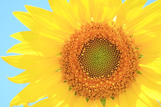 Primer plano de un girasol amarillo intenso que florece a la luz del sol