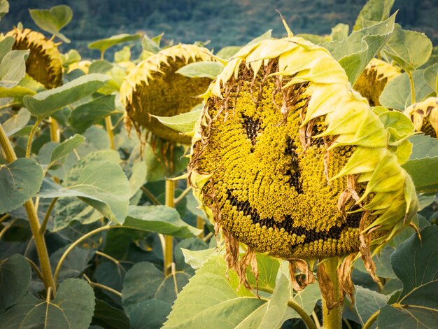 Un primer plano de un girasol amarillo con una sonrisa en un campo