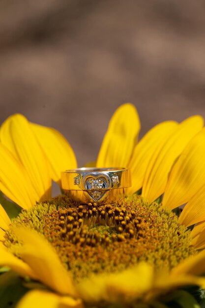 Foto primer plano de girasol amarillo