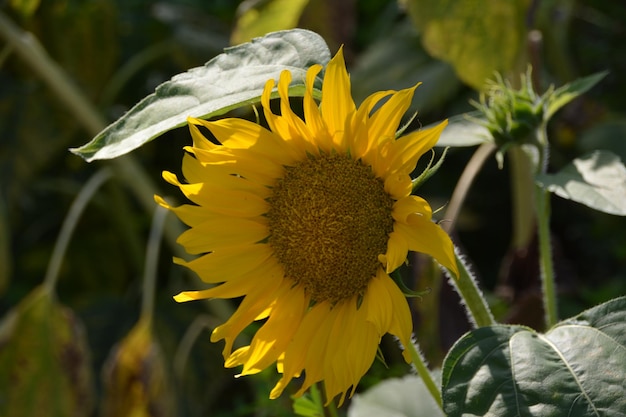 Foto primer plano de girasol amarillo