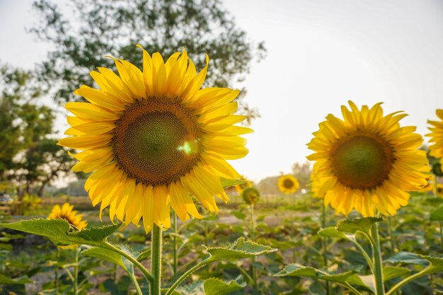 Primer plano de girasol en el campo contra el cielo